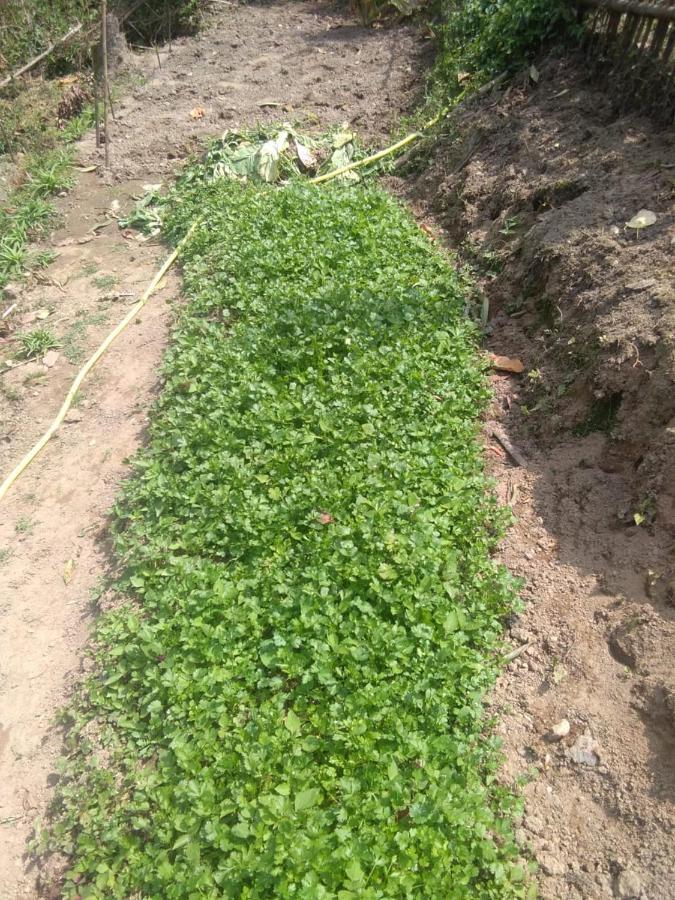 Joe'S Farm Villa Darjeeling  Bagian luar foto